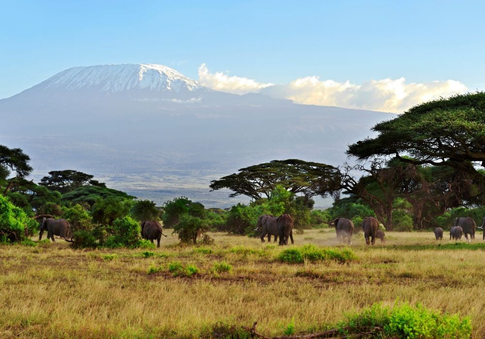Elephants strolling through the African Savanna's Amboseli National Park.