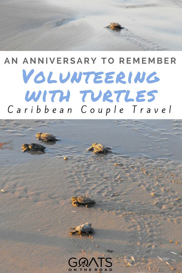 Baby turtles on beach with text overlay An Anniversary To Remember Volunteering With Turtles