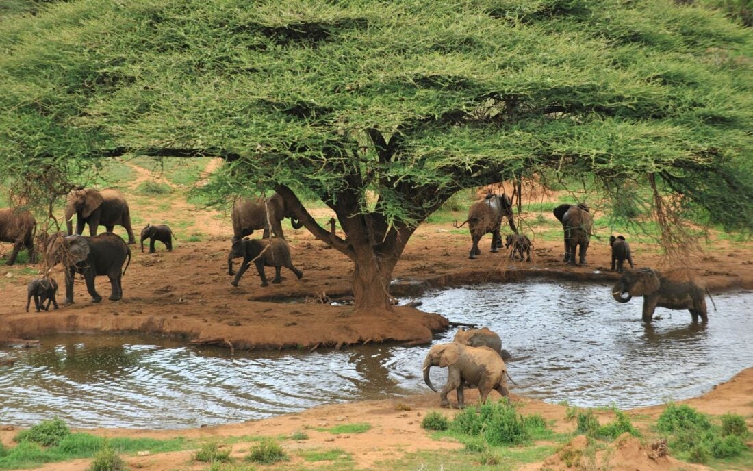Elephants at waterhole, Kenya