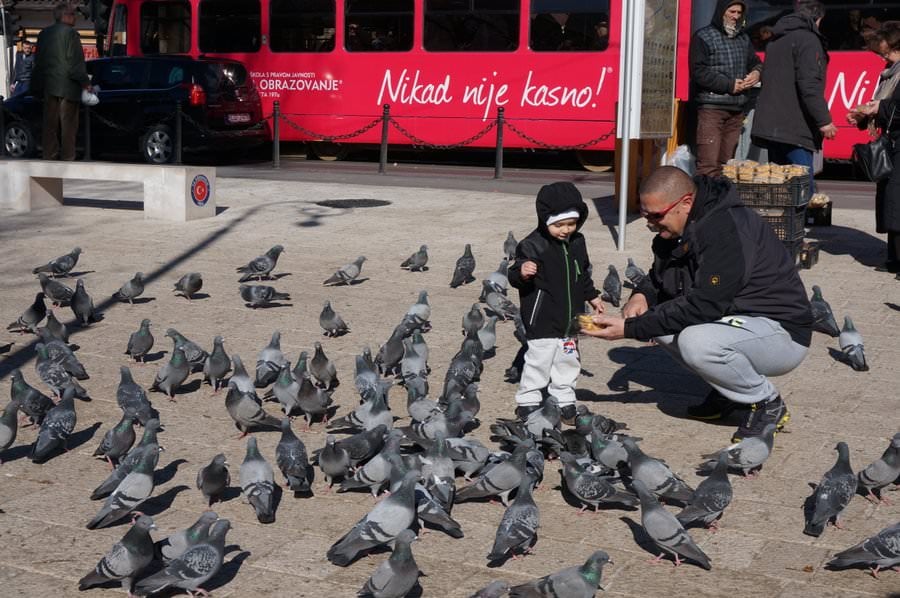 Boy Feeds Pigeons in Sarajevo