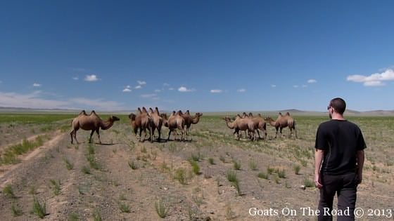 camels in the gobi desert