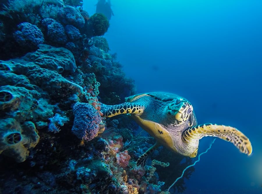 Diving in Komodo indonesia turtle