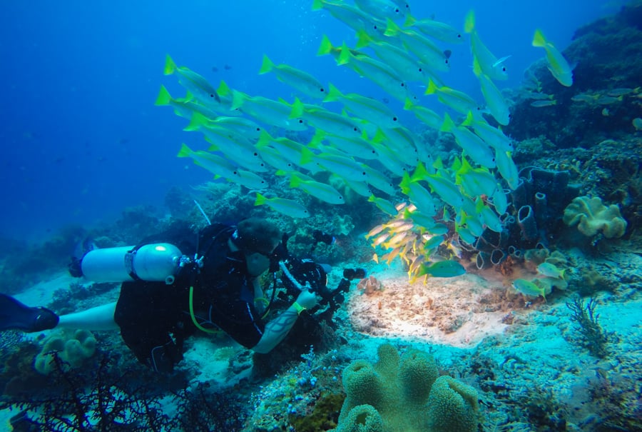 Diving Raja Ampat Best Dive Sites