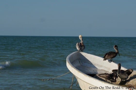 Pelicans On Holbox