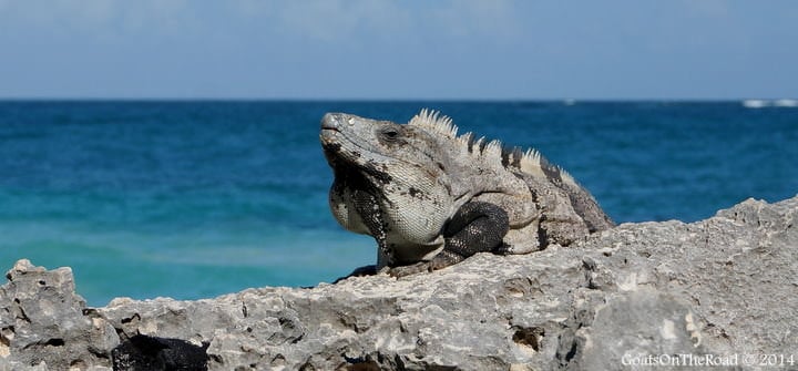 iguanas in tulum