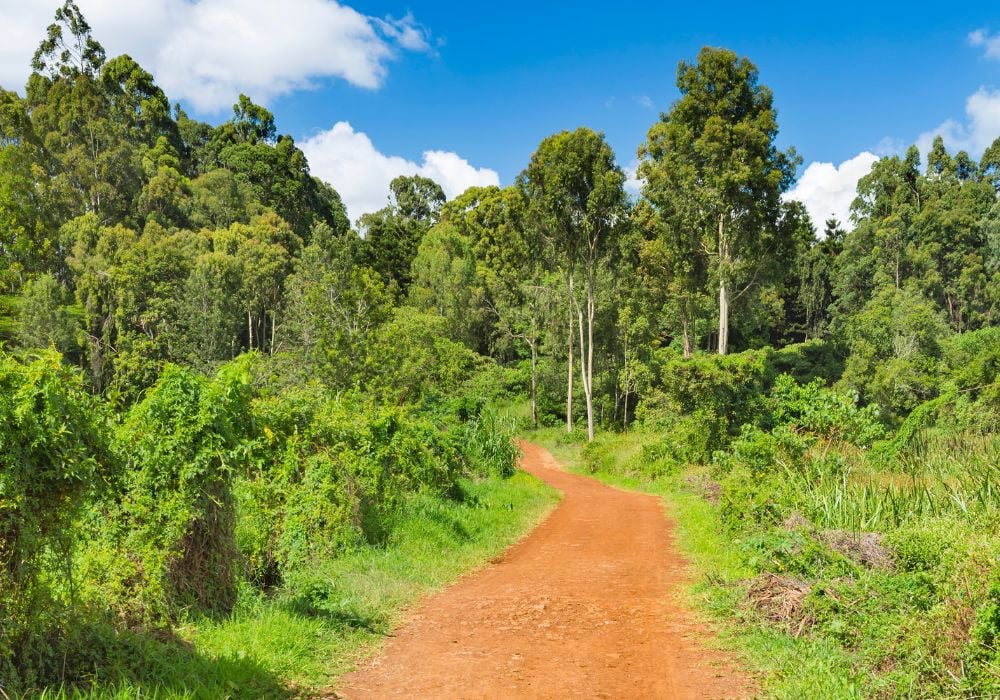 A beautiful trail on a sunny day at Karura Forest