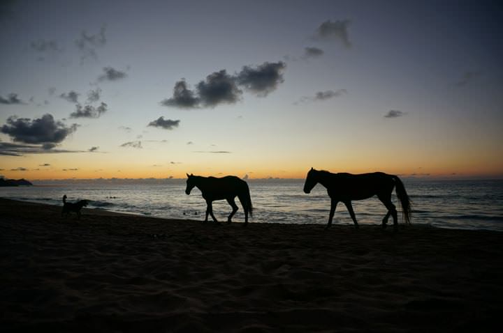 Horses in San Pancho at Sunset