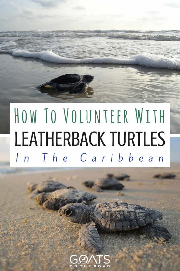 Turtles on beach with text overlay How To Volunteer With Leatherback Turtles In The Caribbean