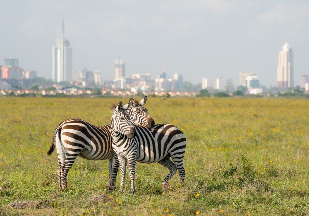 Zebras in front of the Nairobi city skyline
