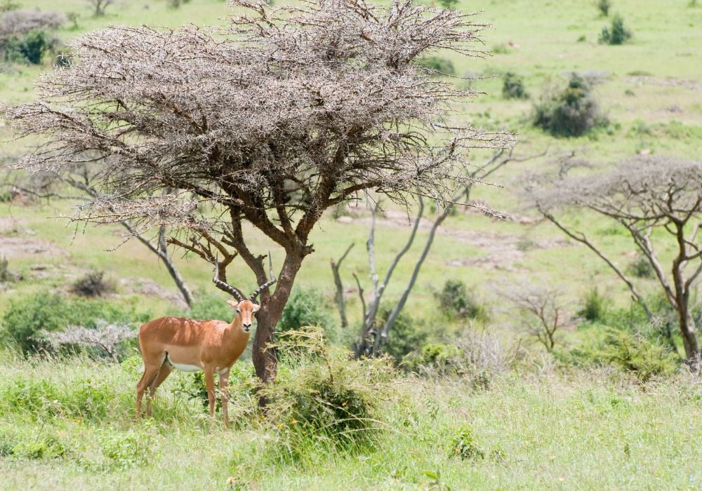 A lone male impala takes shade under an acacia tree at Nairobi National Park, Kenya