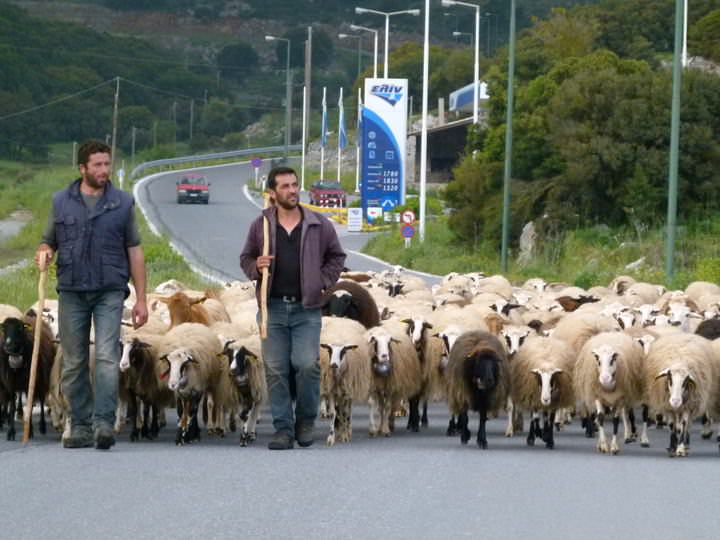 herding sheep greece