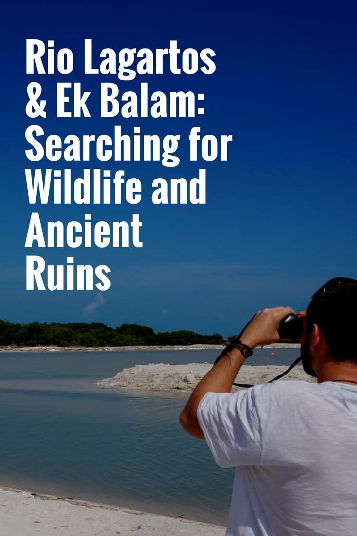 Rio Lagartos & Ek Balam: Searching for Wildlife and Ancient Ruins