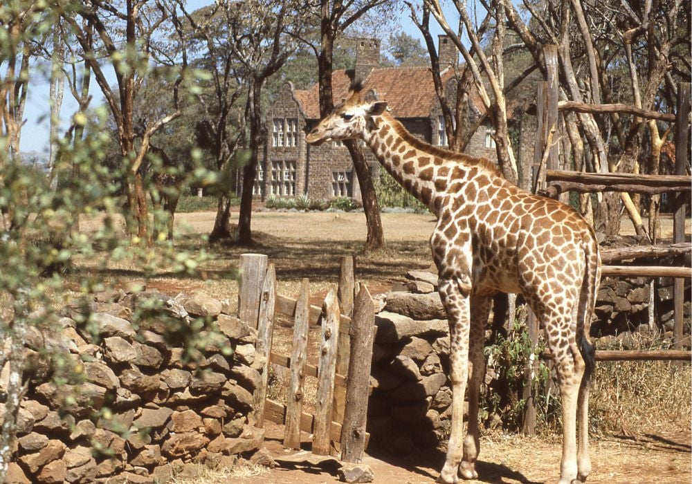 Rothschild Giraffe entering gate and stone wall Giraffe Nature Center near Nairobi, Kenya