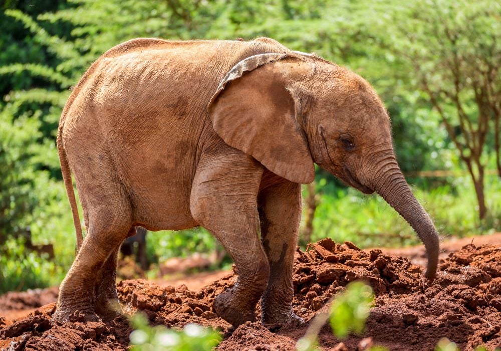 Young orphan elephant with a blurry background in Sheldrick Elephant Orphanage in Nairobi, Kenya