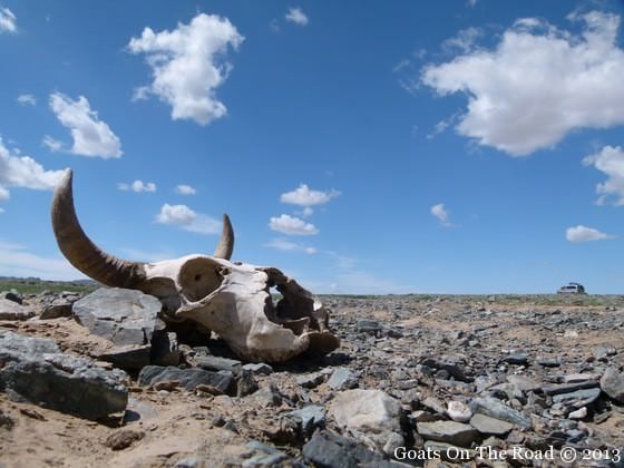 gobi desert skull