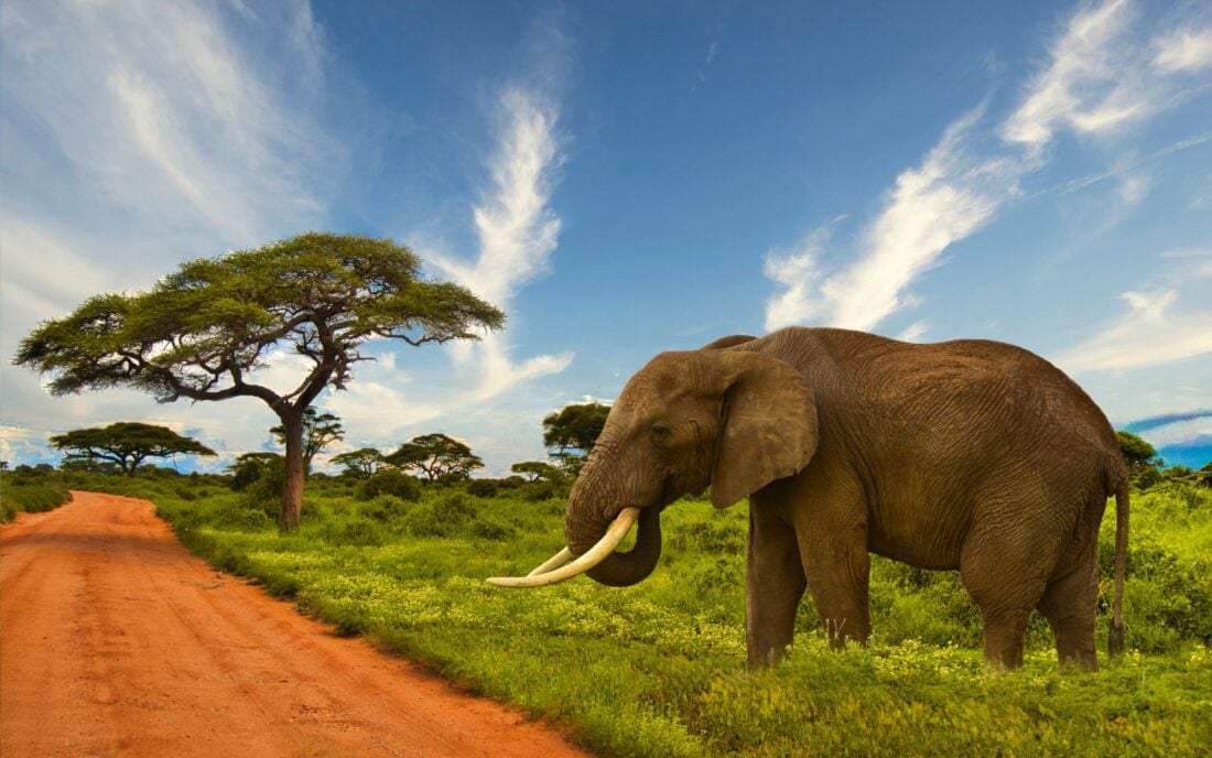 A huge elephant in Tsavo national park