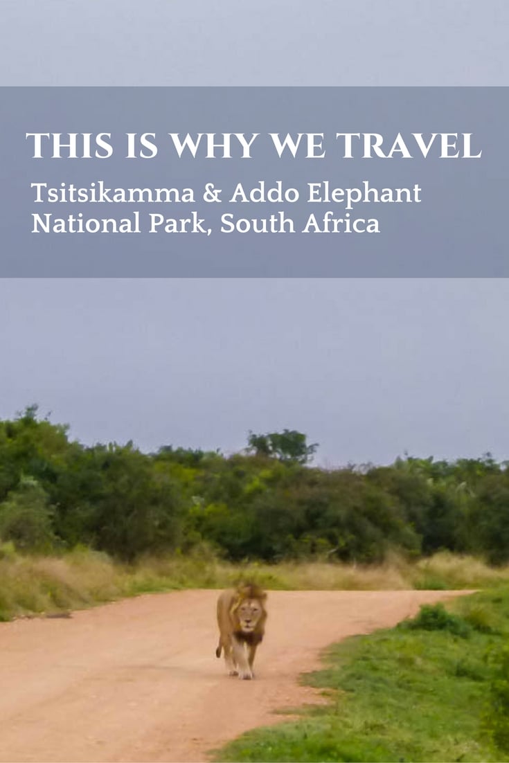 Tsitsikamma & Addo Elephant National Park, South Africa - This Is Why We Travel