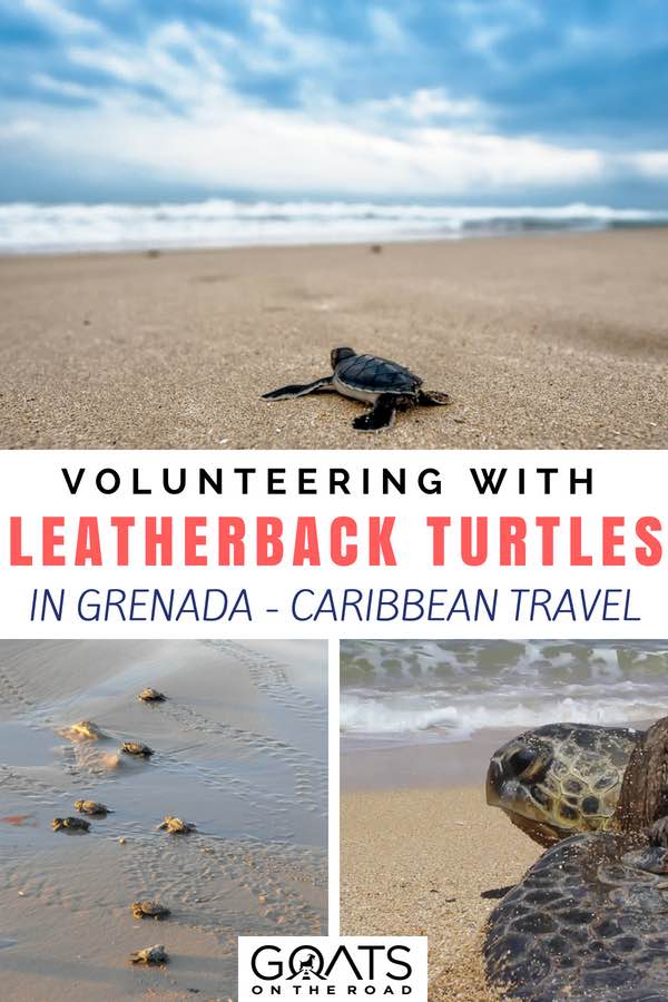Turtles on the beach with text overlay Volunteering with Leatherback Turtles in Grenada