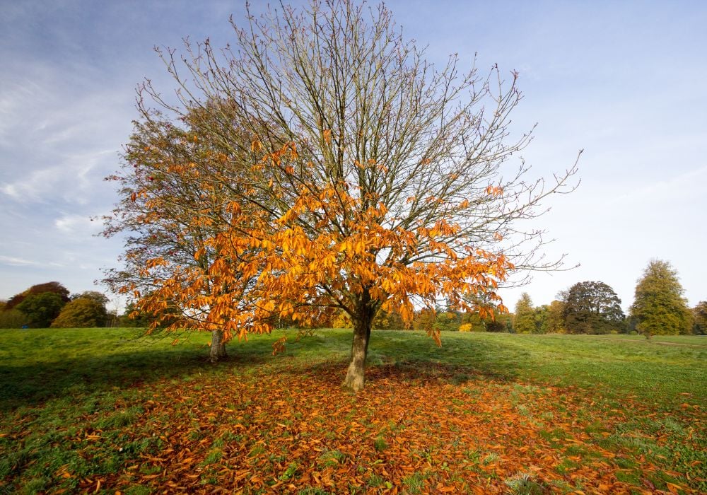 Westonbirt Arboretum in fall with a tree in cirencester cotswolds